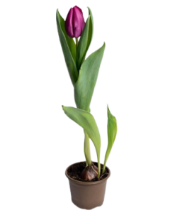 Lalea - Tulipa