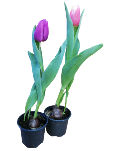 Lalea - Tulipa