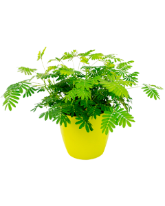 Mimoza - Mimosa Pudica