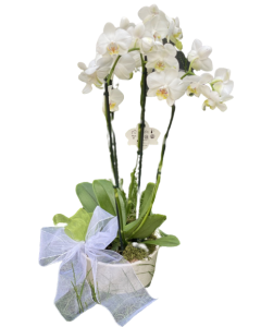 Orhideea Phalaenopsis 4 tije