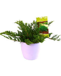 Ienupar Prince of Wales - Juniperus Horizontalis 'Prince of Wales'