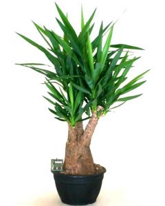 Yucca Elephantipes Ramificata - Yucca