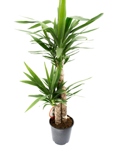 Yucca cu 2 tulpini - Yucca Elephantipes