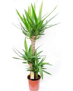 Yucca cu 3 tulpini - Yucca Elephantipes